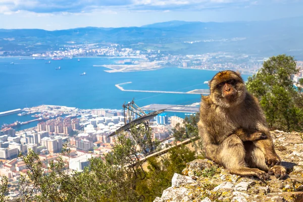 Gibraltar maimuță vedere aeriană — Fotografie, imagine de stoc