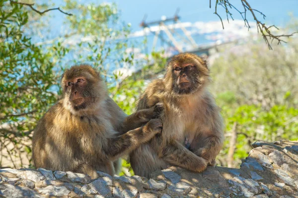 Macaques Gibraltar rock — Stok fotoğraf