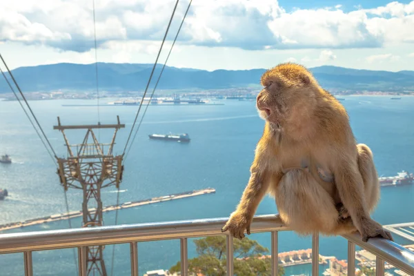 Gibbon Gibraltar Rock — Stock Photo, Image