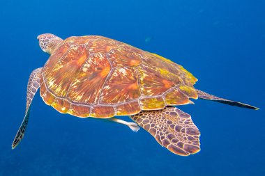 Yeşil Kaplumbağa Similan