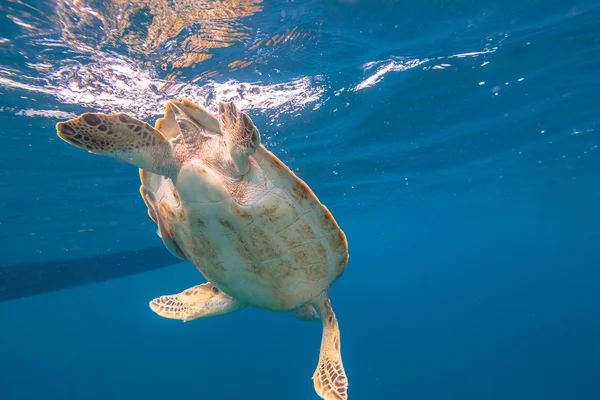 Natation des tortues marines — Photo