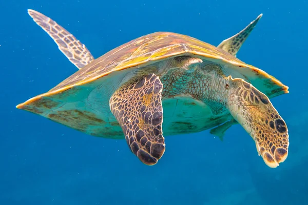 Tortue verte plongée avec tuba — Photo