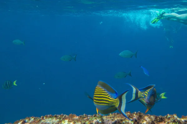 海洋生物の背景 — ストック写真