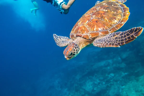 Tortue verte à Similan — Photo