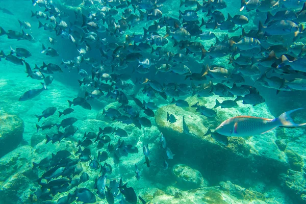 Underwater marine life — Stock Photo, Image