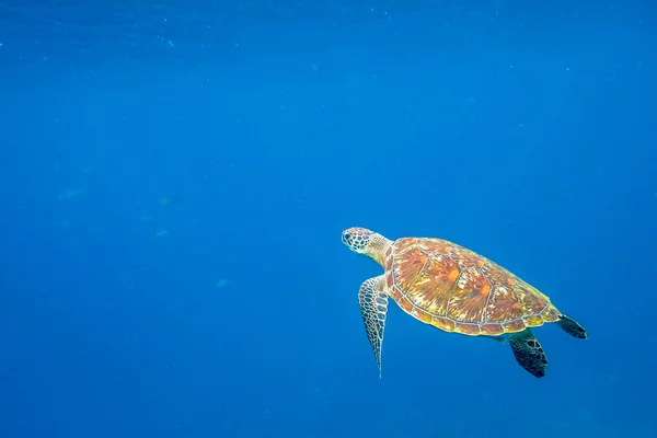 La mer des tortues dans l'eau — Photo