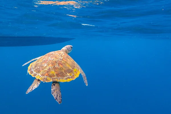 Sfondo tartaruga marina — Foto Stock