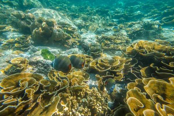 Korálový útes Thajsko — Stock fotografie