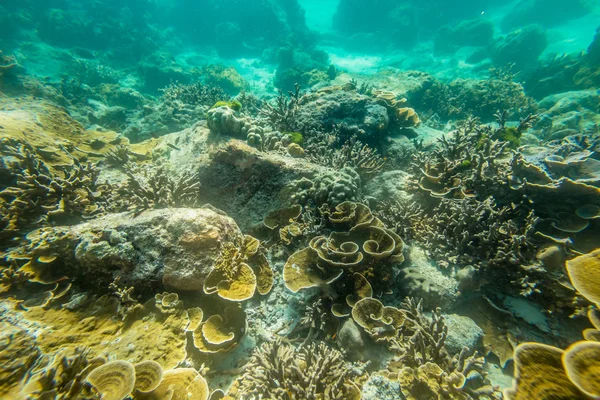 Coral reef background — Stock Photo, Image