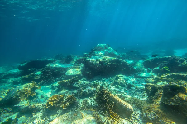 Coral reef Thailand — Stock Photo, Image