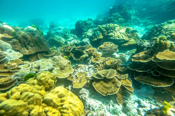 Coral reef tło — Zdjęcie stockowe