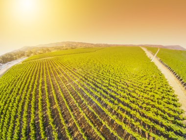 Napa Valley havadan görünümü