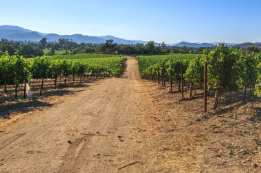 napa Valley bağ