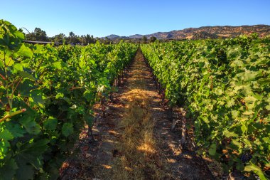 Bağ Napa Valley