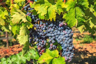 Sarmaşıktaki kırmızı üzümler