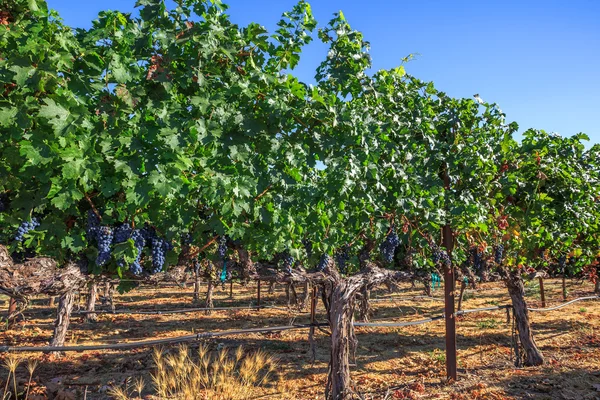 Napa Valley Californië — Stockfoto