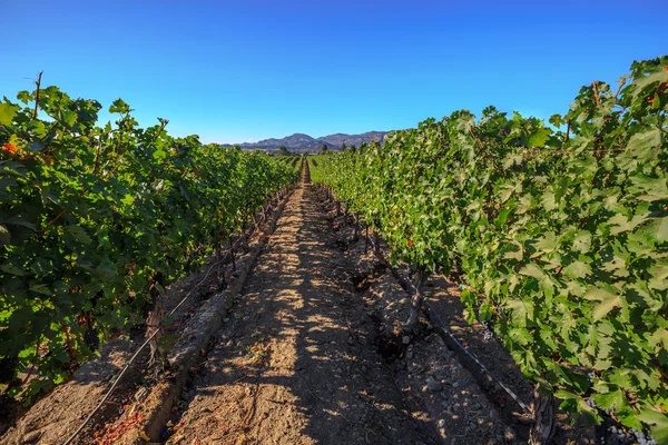 Plantación de uva de California — Foto de Stock