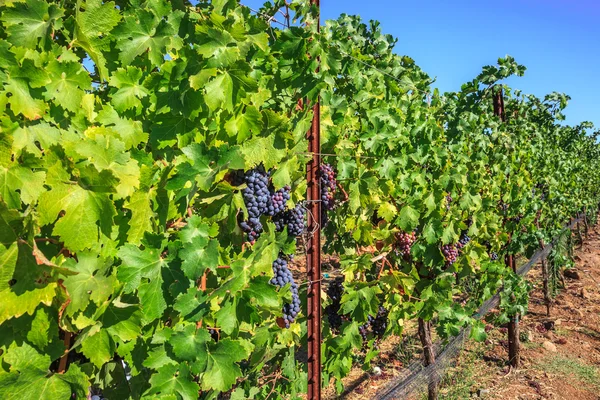 Fila de uvas maduras — Foto de Stock