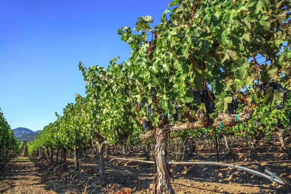 Rijen van wijngaarden — Stockfoto