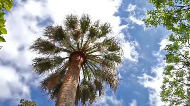 Palmier pe cer — Videoclip de stoc