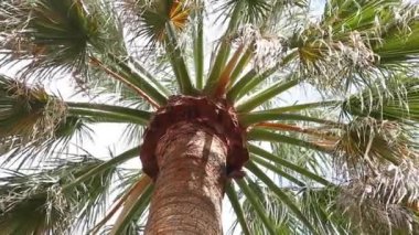 Palmiye ağacını kapat.