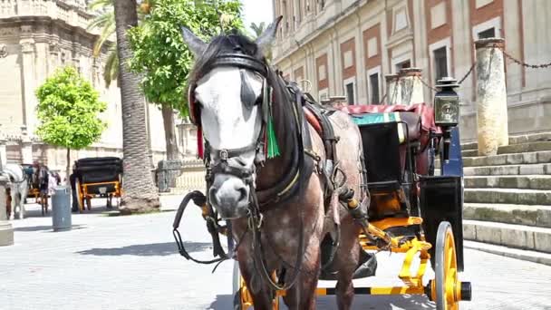 Sevilla Carruaje de caballos — Vídeo de stock