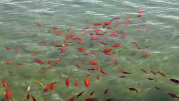Poissons de Plaza de Espana 