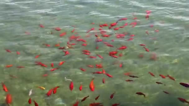 Poissons de Plaza de Espana — Video