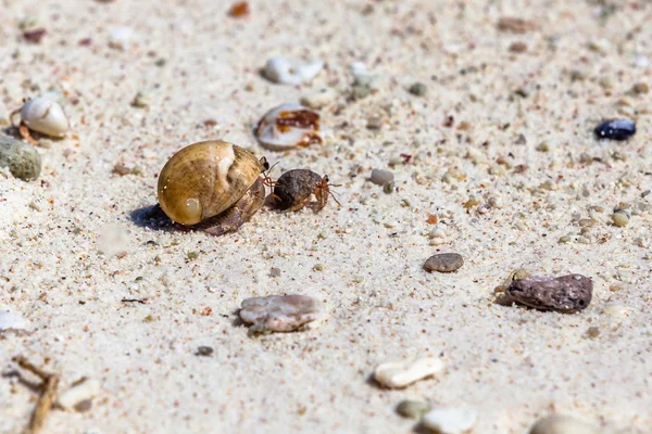 Hermit krabben op strand — Stockfoto