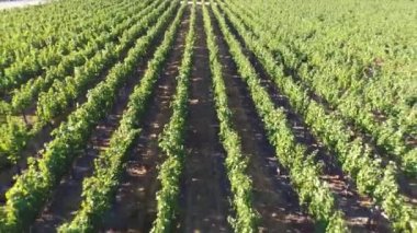 Bağ havadan görünümü