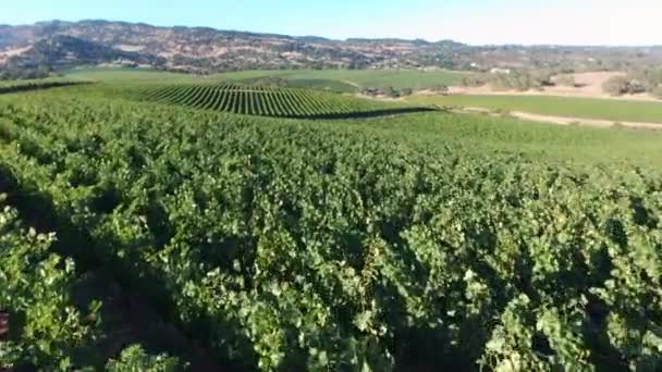 Rangées de raisins rouges — Video