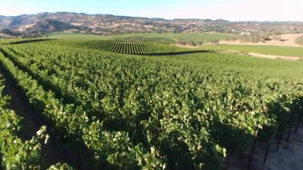 Vuelo en viñedo — Vídeo de stock