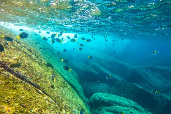 Herd of yellow fish — Stock Photo, Image