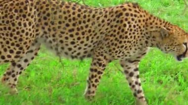 Çita çimenlerde yürüyor