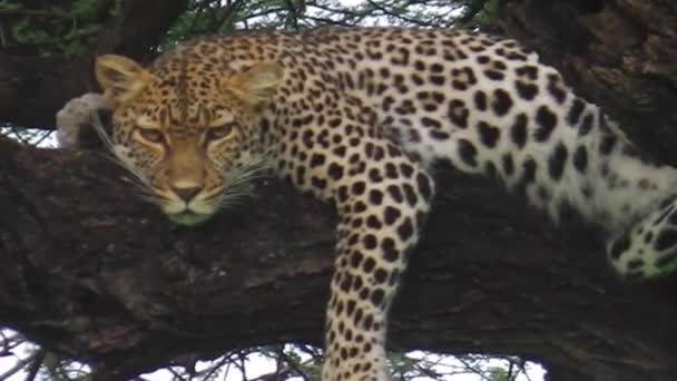 Леопард на дереве — стоковое видео
