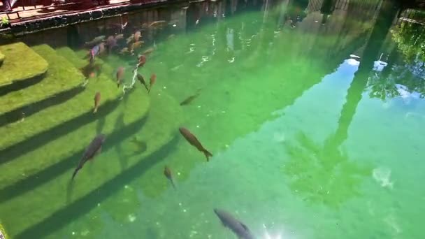 Fische aus Cordoba alcazar — Stockvideo