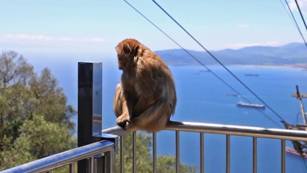 Wild macaque Gibraltar — Stock Video