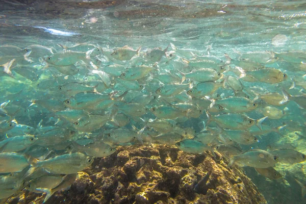 Underwater marine life — Stock Photo, Image