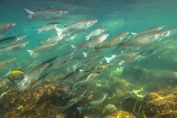 Sharks Cove snorkeling