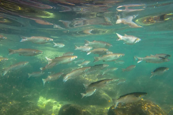 Underwater marine life — Stock Photo, Image