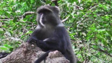 bir babun ağaç üzerinde