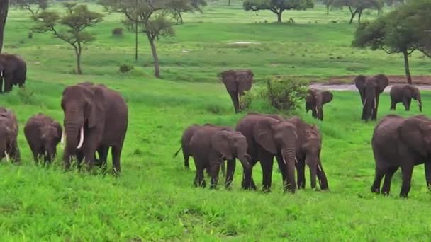 Стадо африканских слонов — стоковое видео