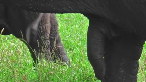 Elefante africano pene — Video Stock