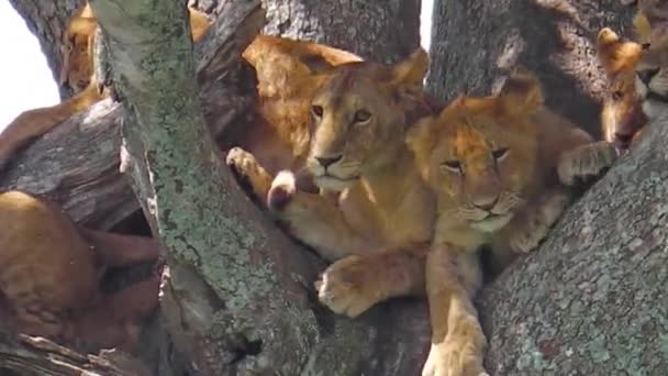 Pride of lions on tree — Stock Video