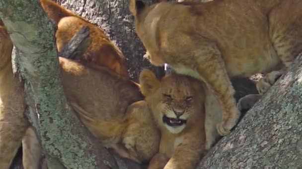 Щенячий лев на дереві — стокове відео