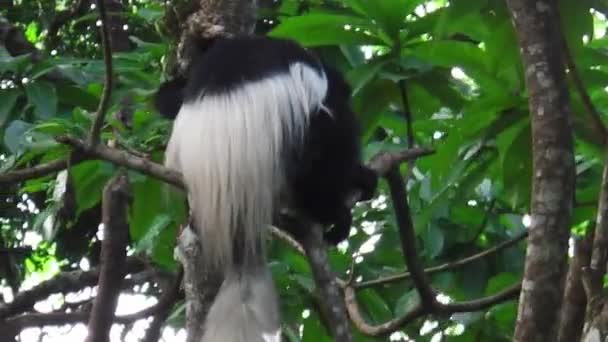 Colobus Monkey on tree — Stock Video