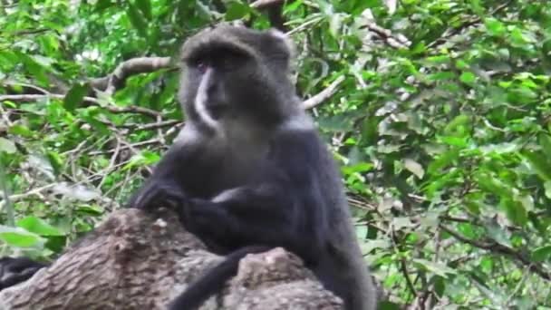 un babouin sur l'arbre 