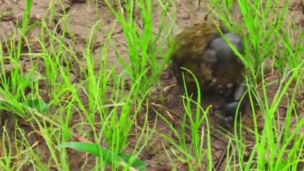 Dung beetles roulement — Video