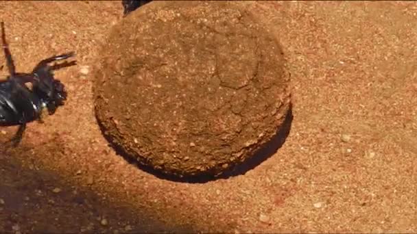 Boule de Dung scarabées — Video