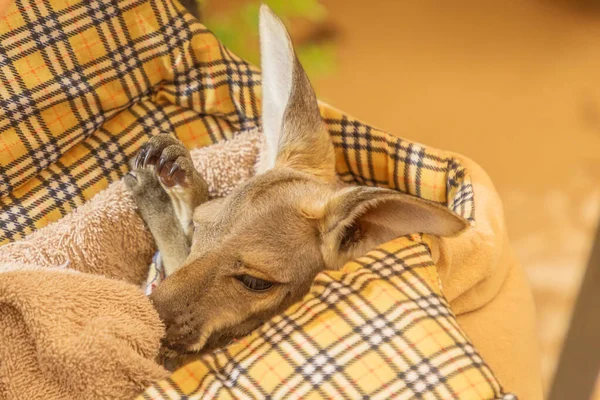 Kangaroo joey in pet bed — Stock Photo, Image